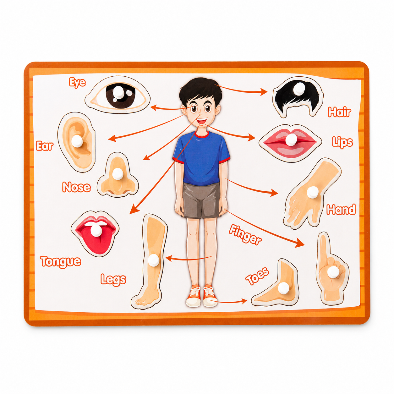 Montessori Wooden Human Body Parts Learning Peg Puzzle Board